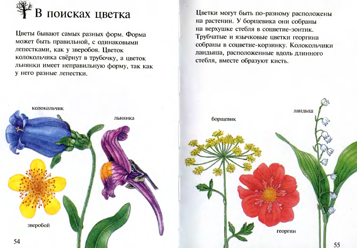 Flowers как читается. Книга про растения читать. Цветы читать. Моя первая энциклопедия растений. Книга растения цветы читать.