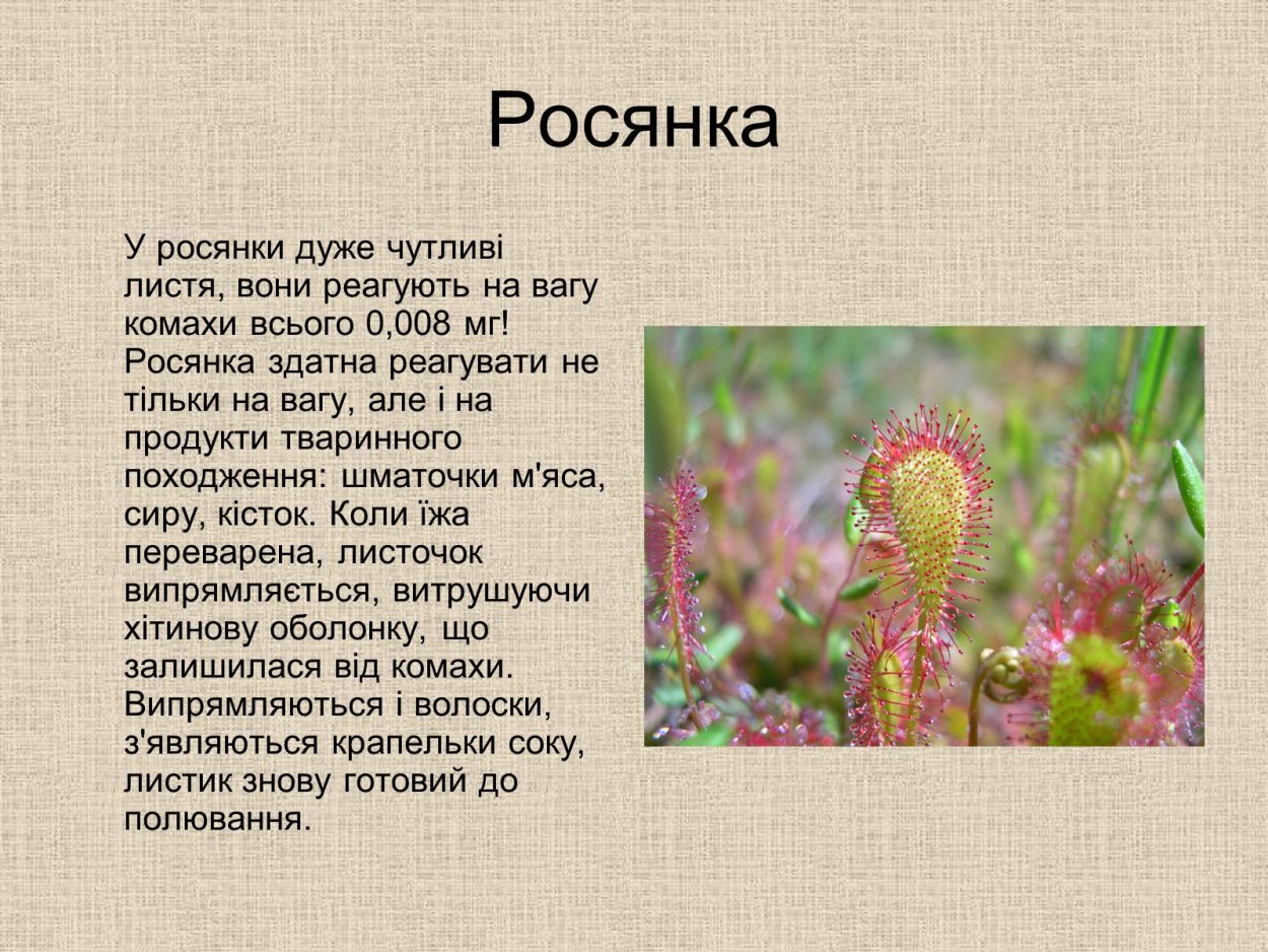 Проект по биологии 5 класс "хизные растения