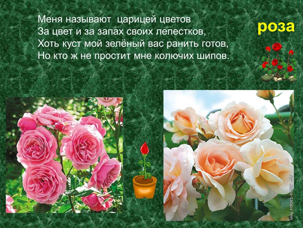 Культурные растения роза