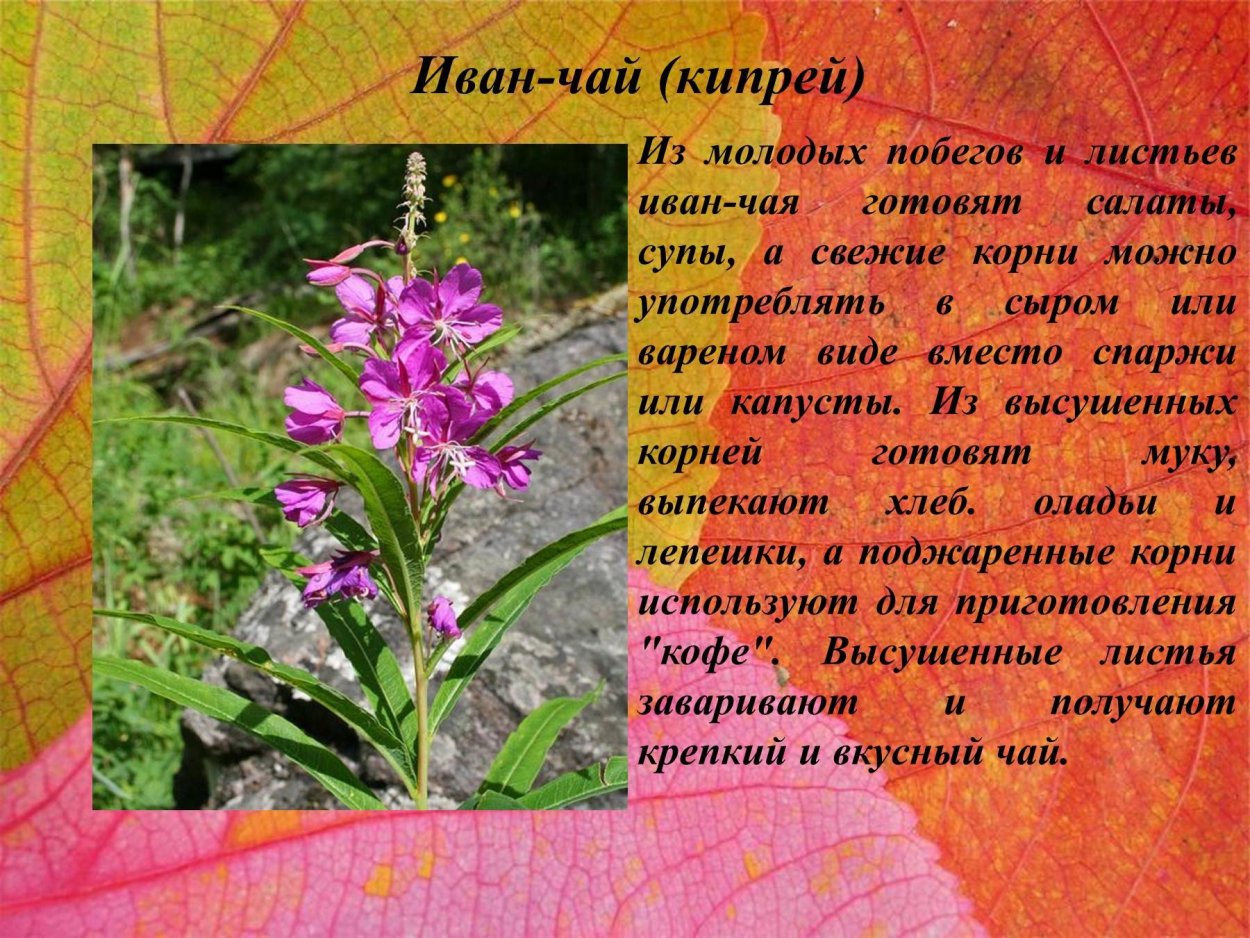 Кипрей Иван чай описание растения
