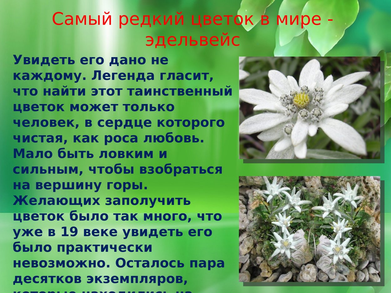 Эдельвейс цветок Легенда