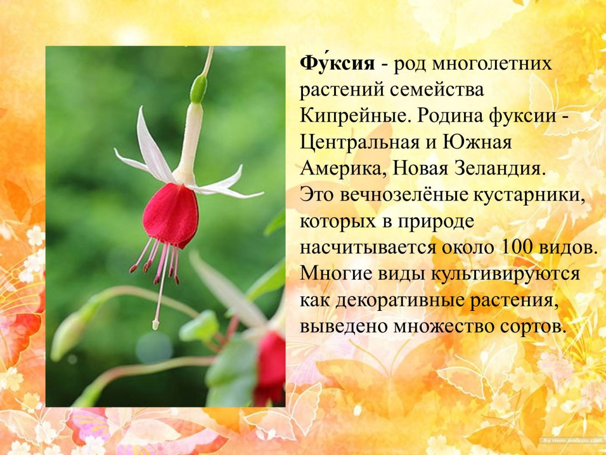 Фуксия гибридная паспорт растения