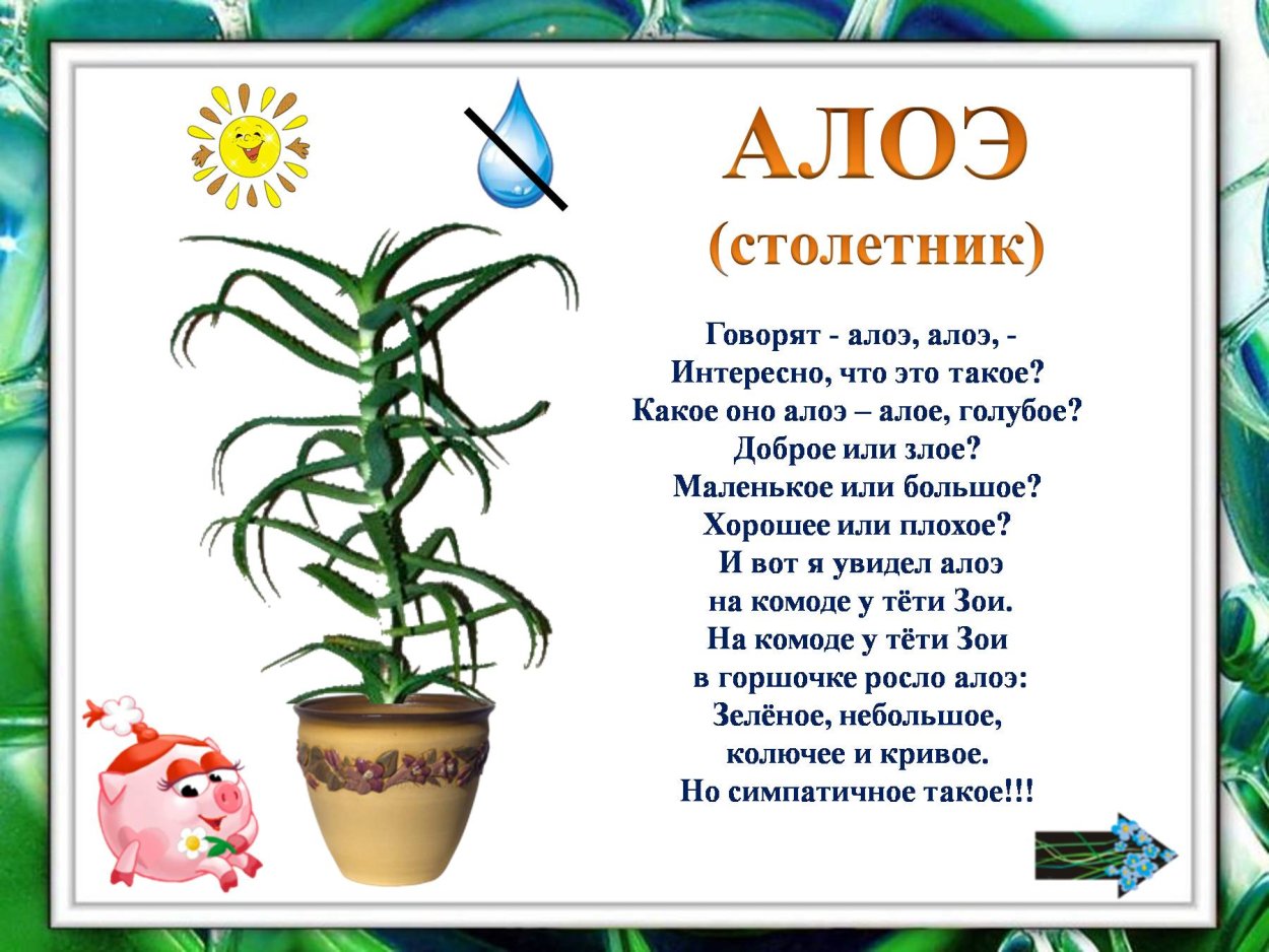 Стихи о комнатных цветах