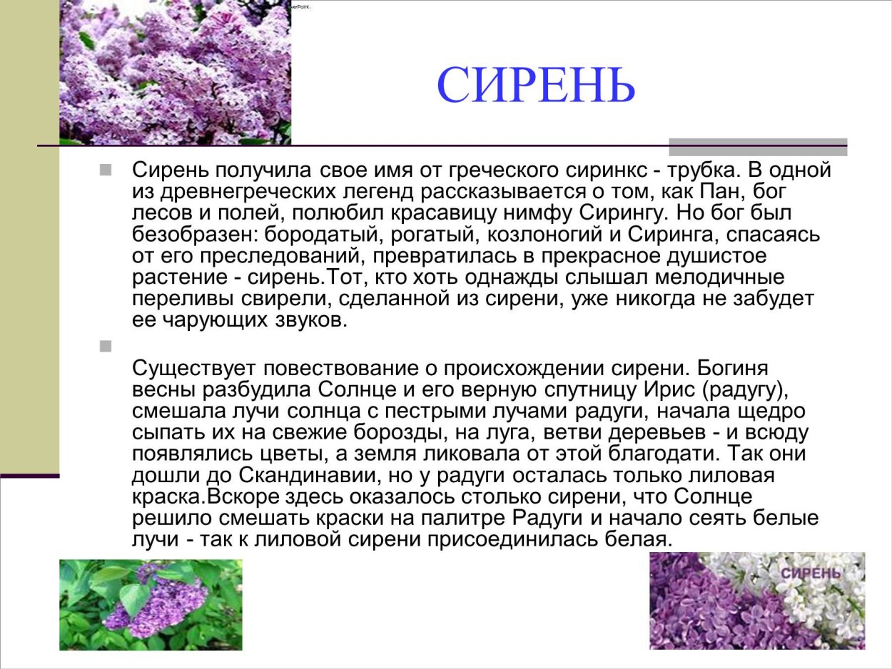 Легенда о сирени