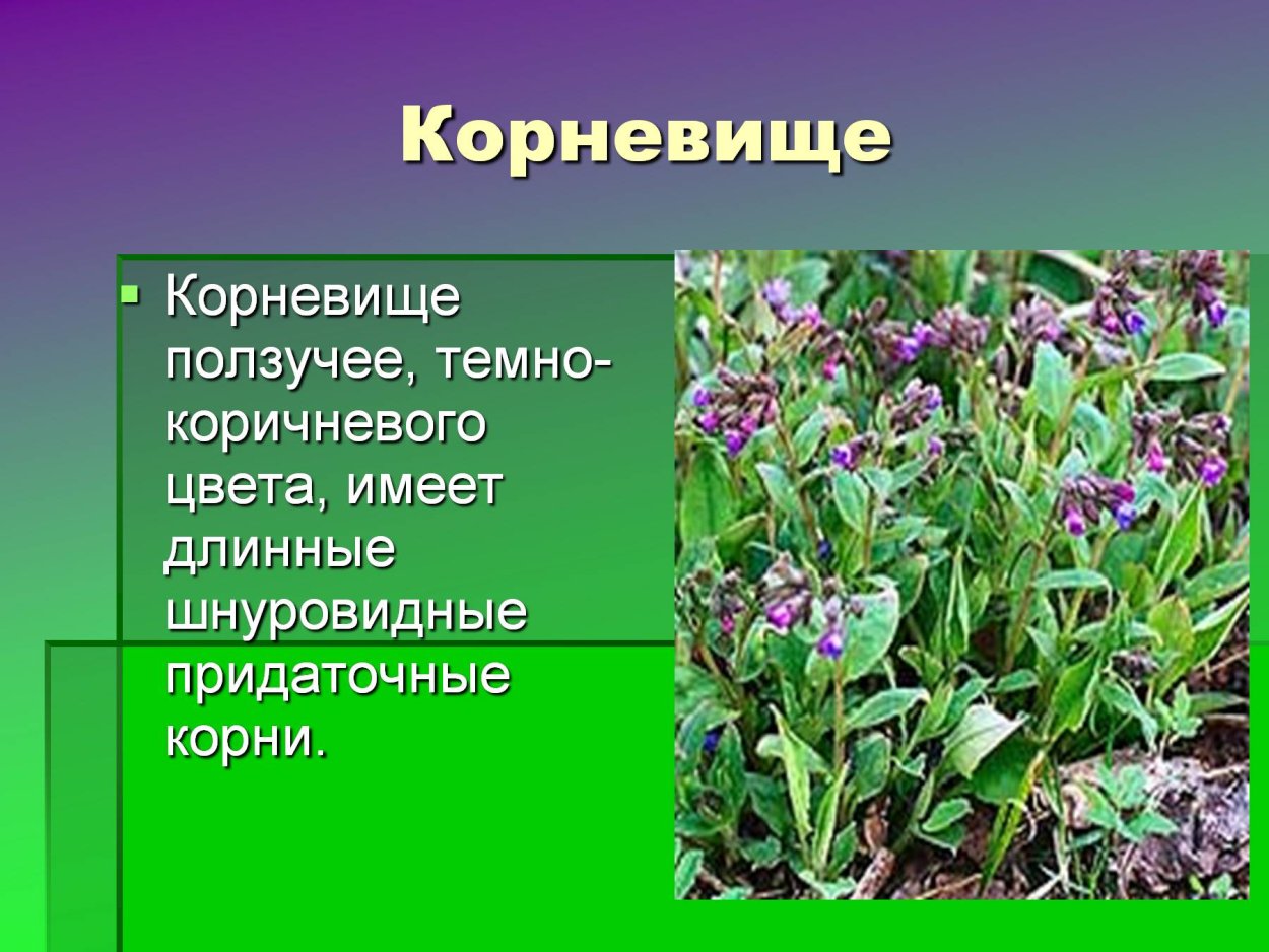 Медуница опыляется