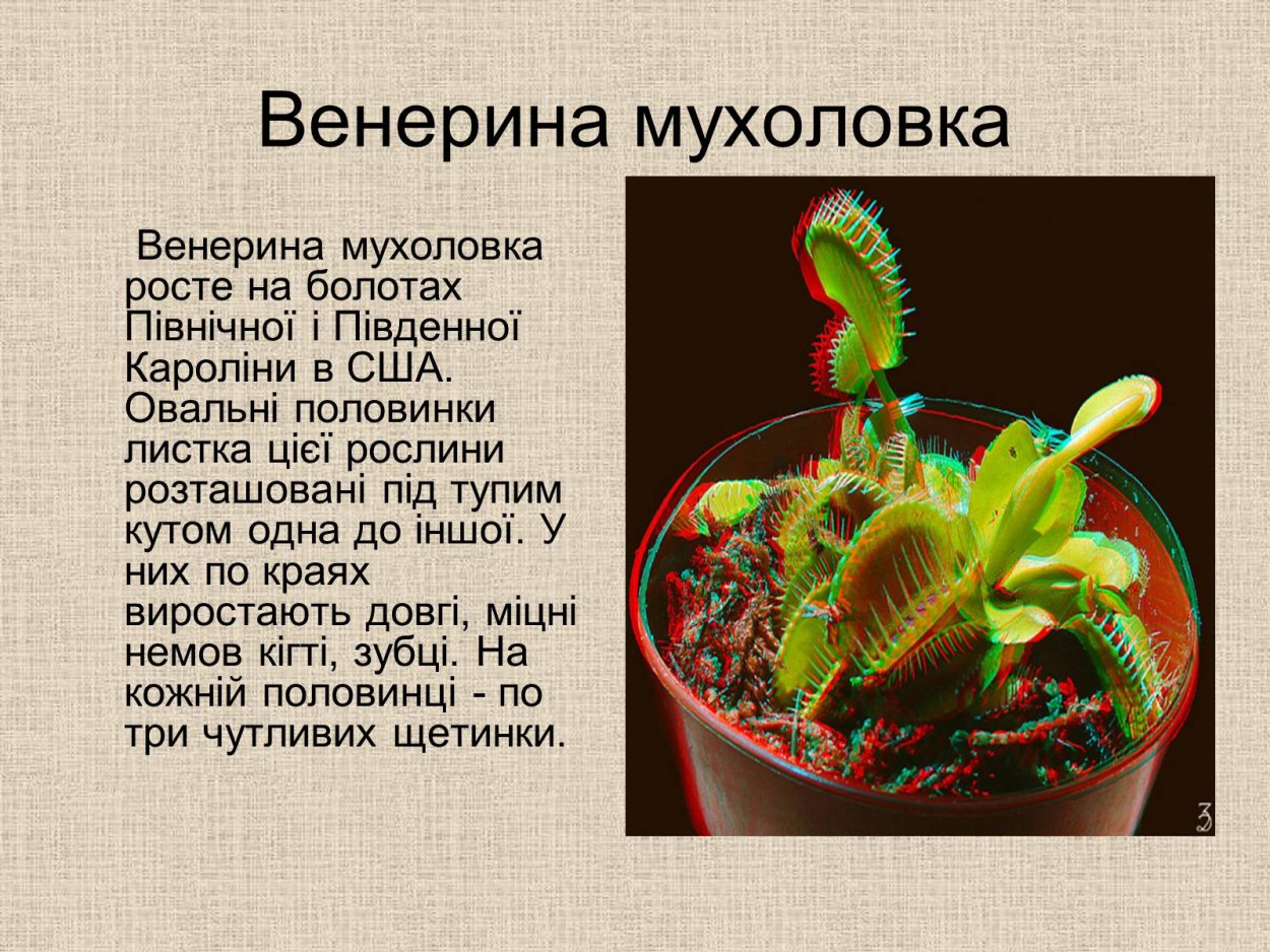 Про растения Венерина мухоловка проект