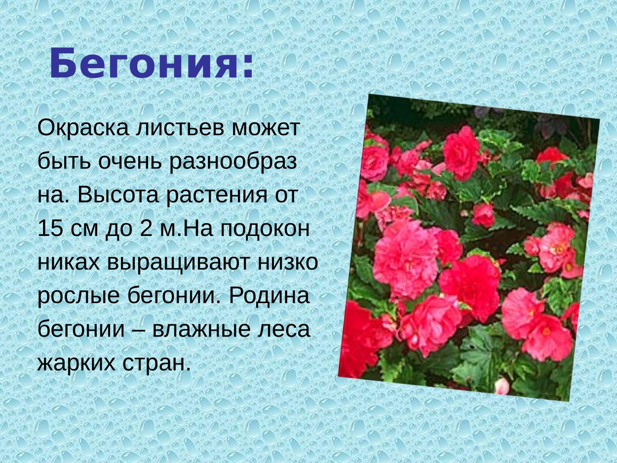 Растение бегония Родина растения