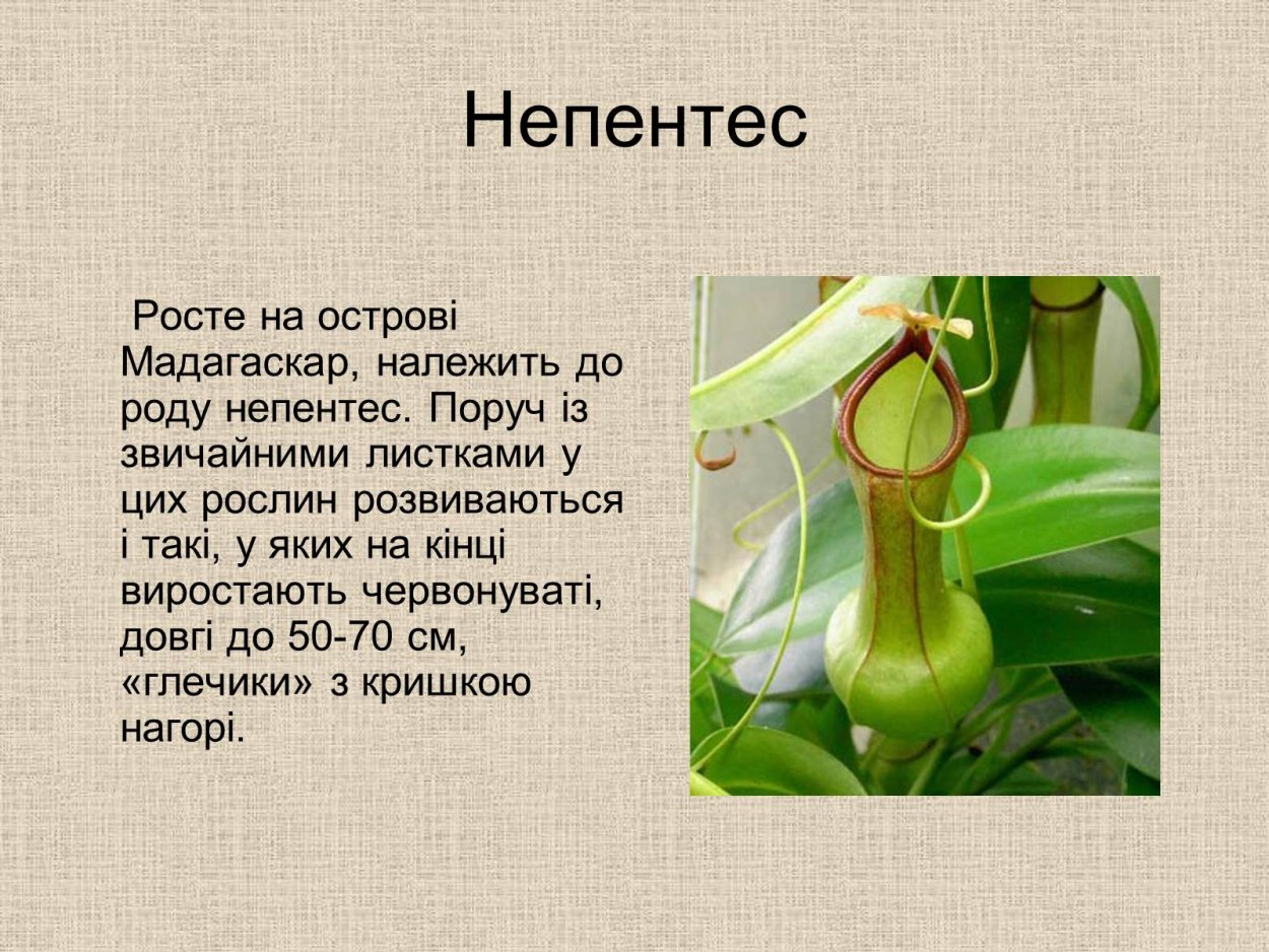 Хищное растение непентес сообщение