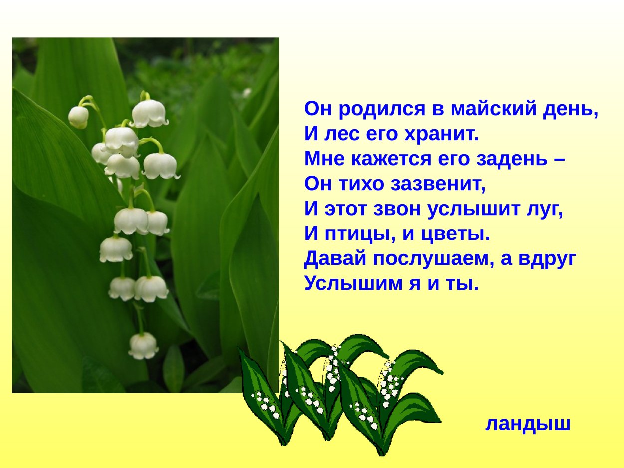 Загадка про Ландыши для дошкольников