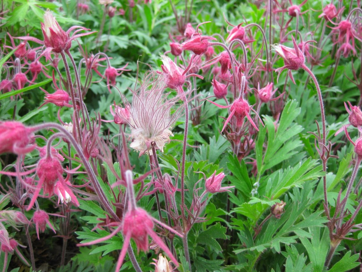 Geum triflorum