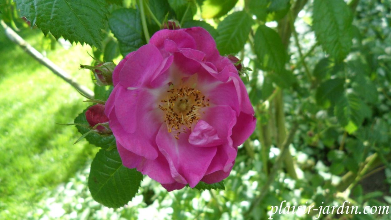 Гравилат Geum "Cosmopolitan"