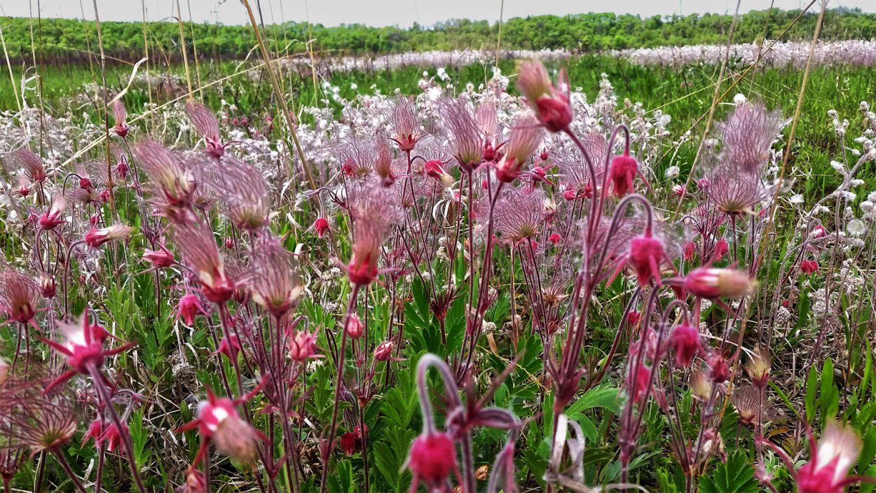 Geum triflorum