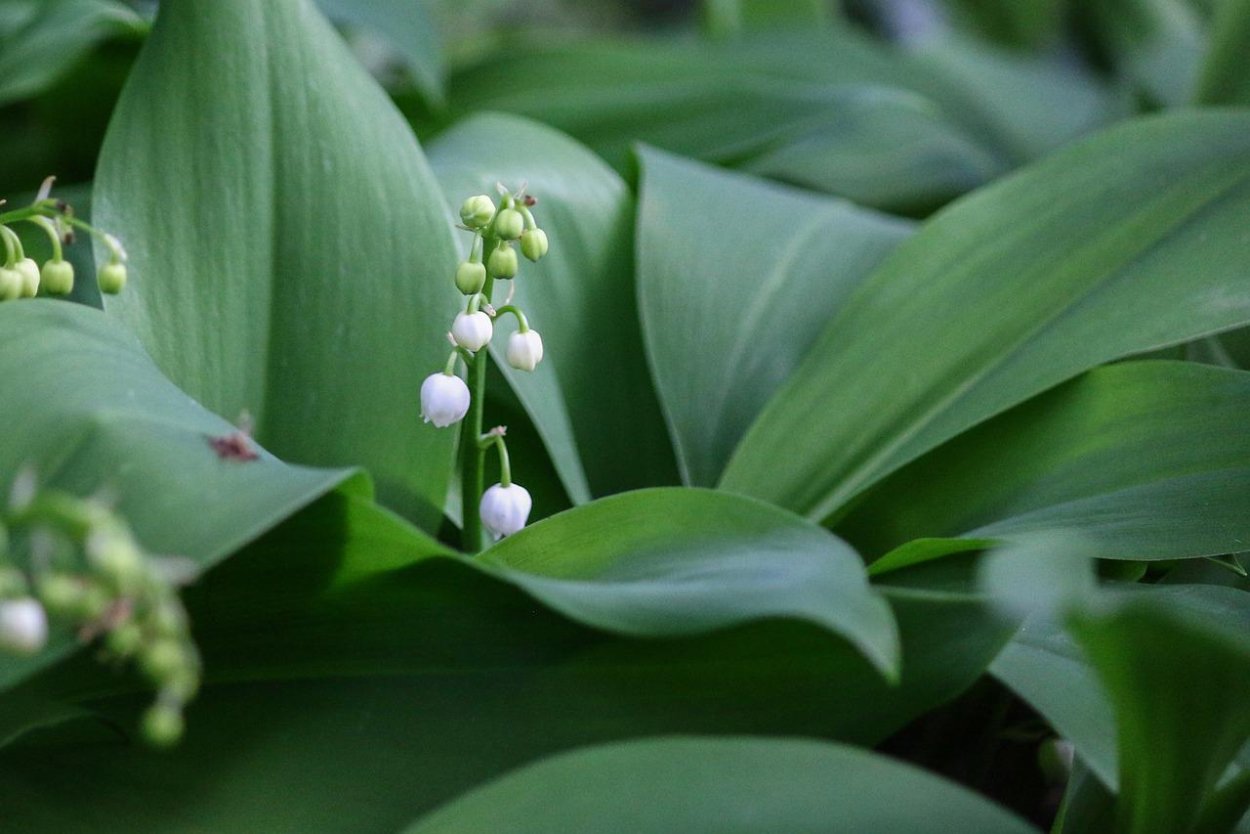 May-Lily Ландыш