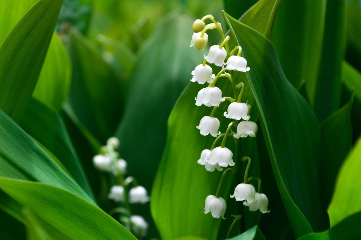 Convallaria основа