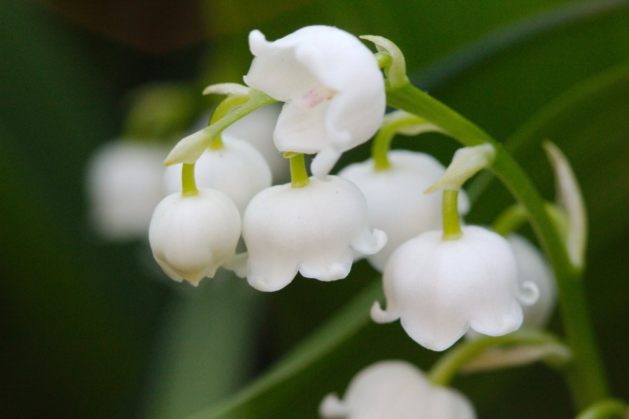 Convallaria Majalis Bordeaux