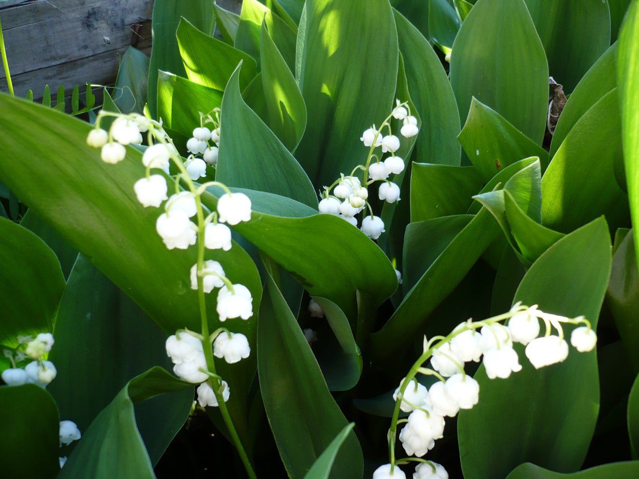 Купена (Polygonatum)