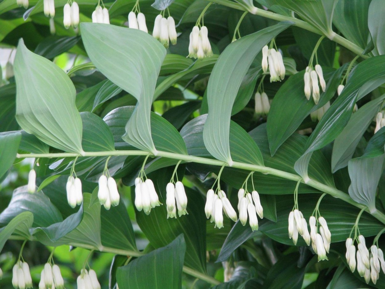Convallaria Majalis rosea