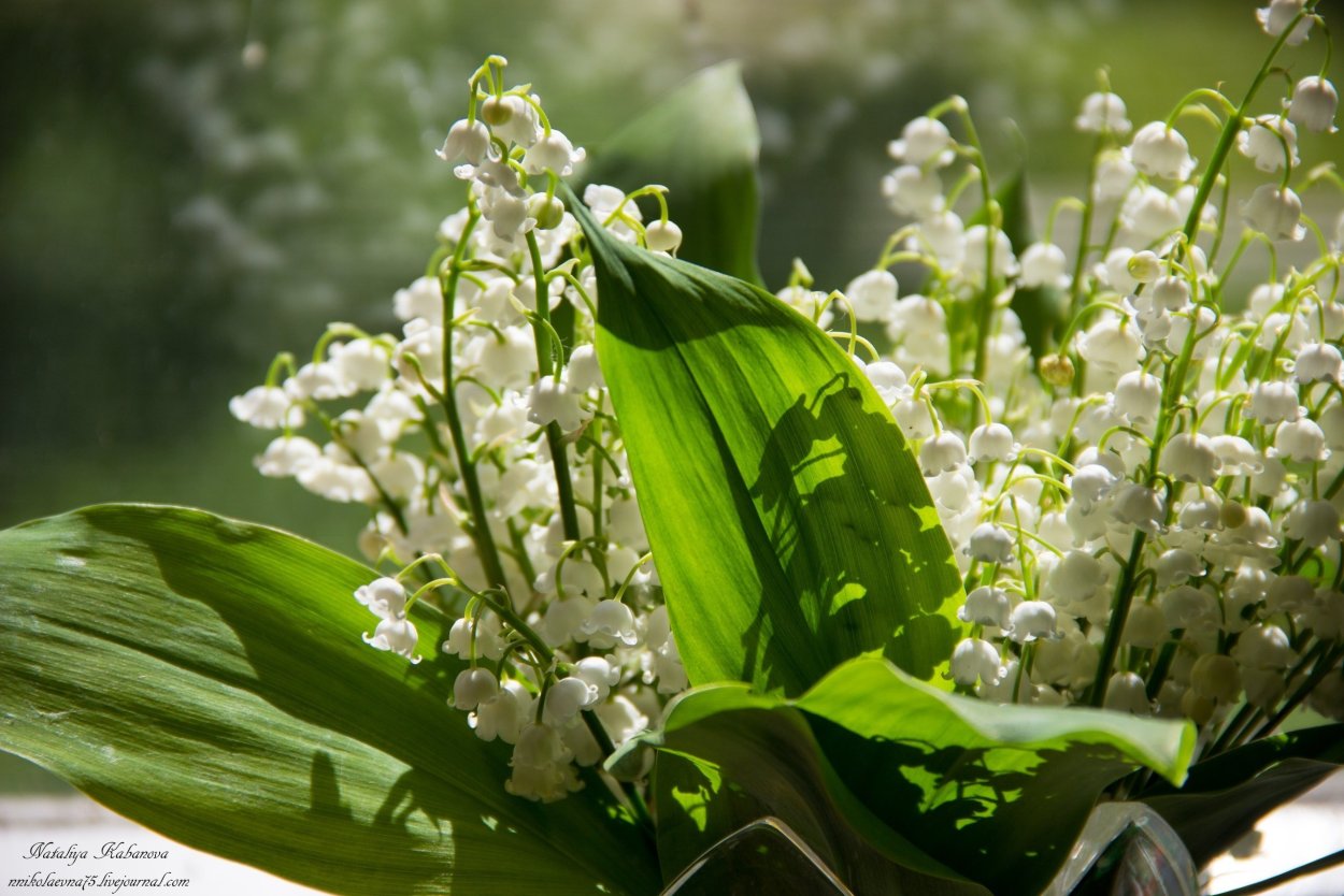 Купена multiflorum (многоцветковая)