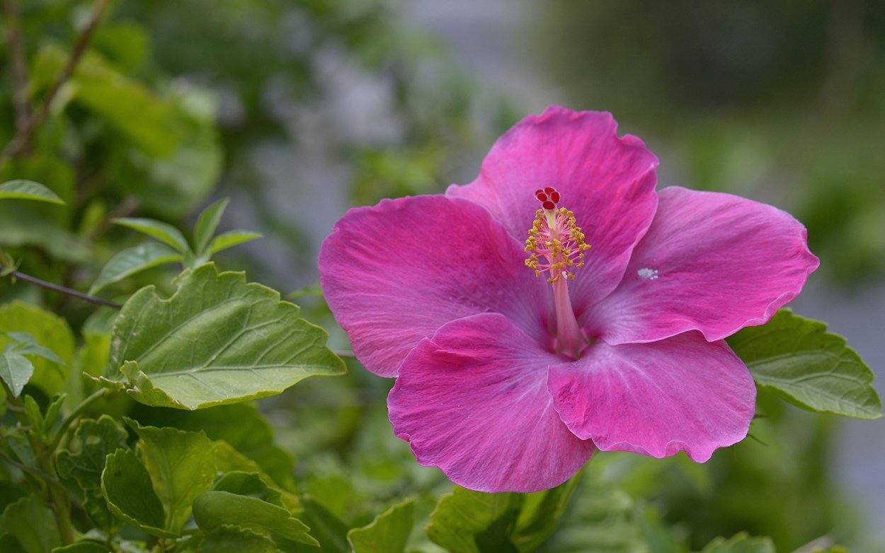 Гибискус (Hibiscus Rosa-sinensis)