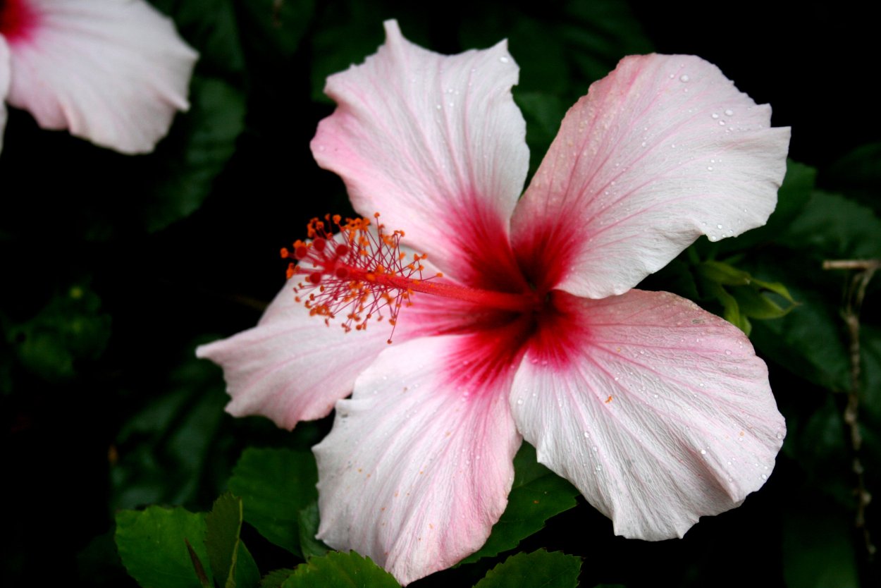 Гибискус (Hibiscus).