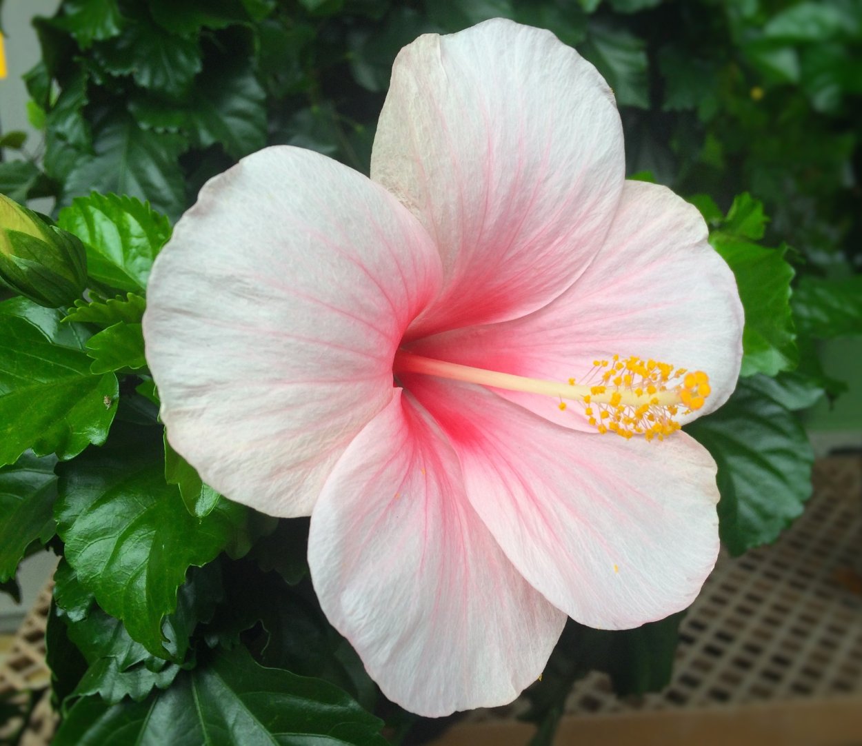 Гибискус (Hibiscus).