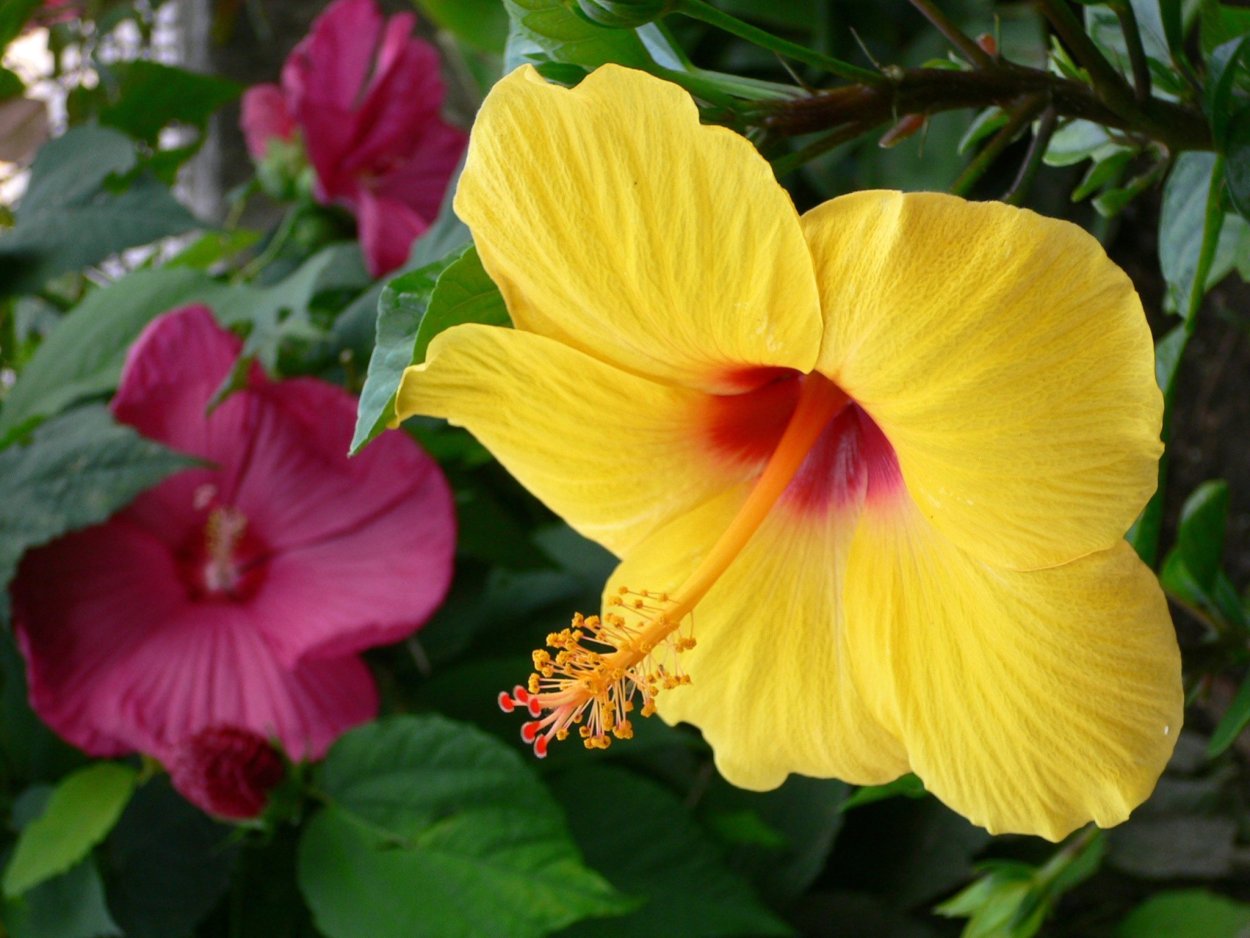Гибискус (Hibiscus).