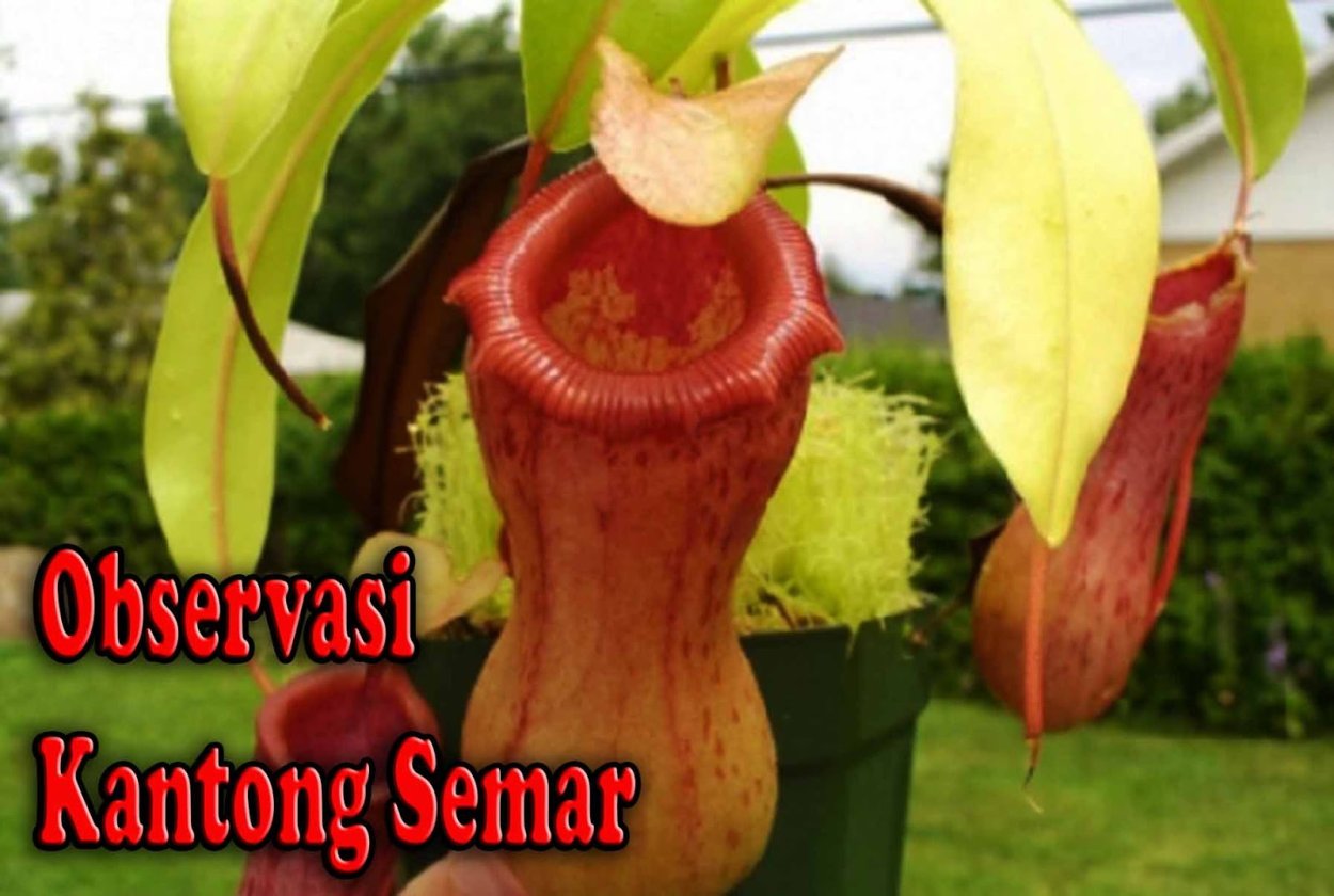 Кувшинчик растение на высоком дереве