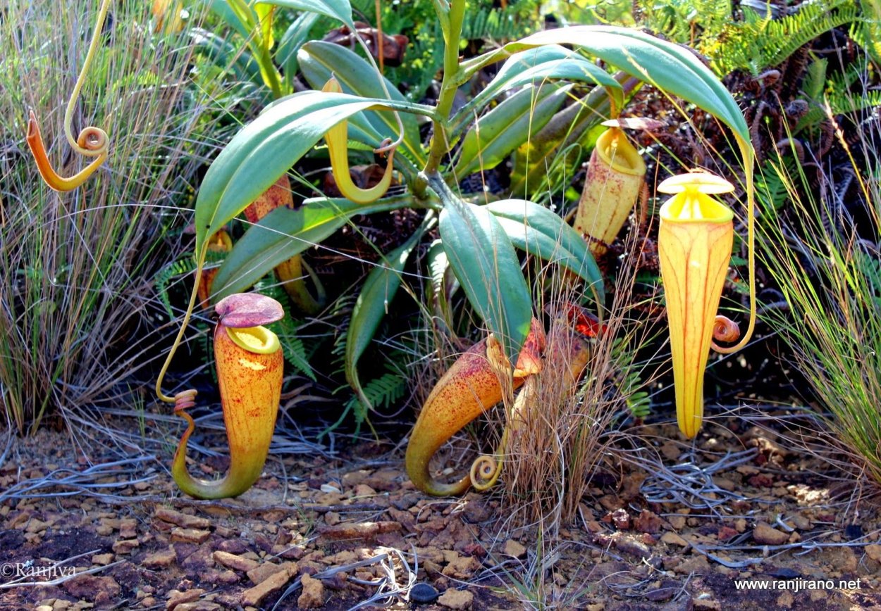 Непентес Раджа