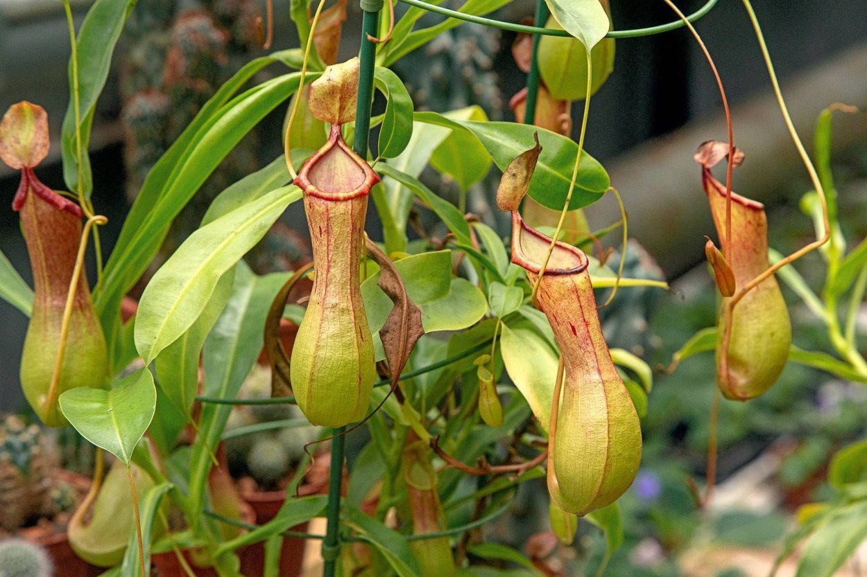 Непентес растение