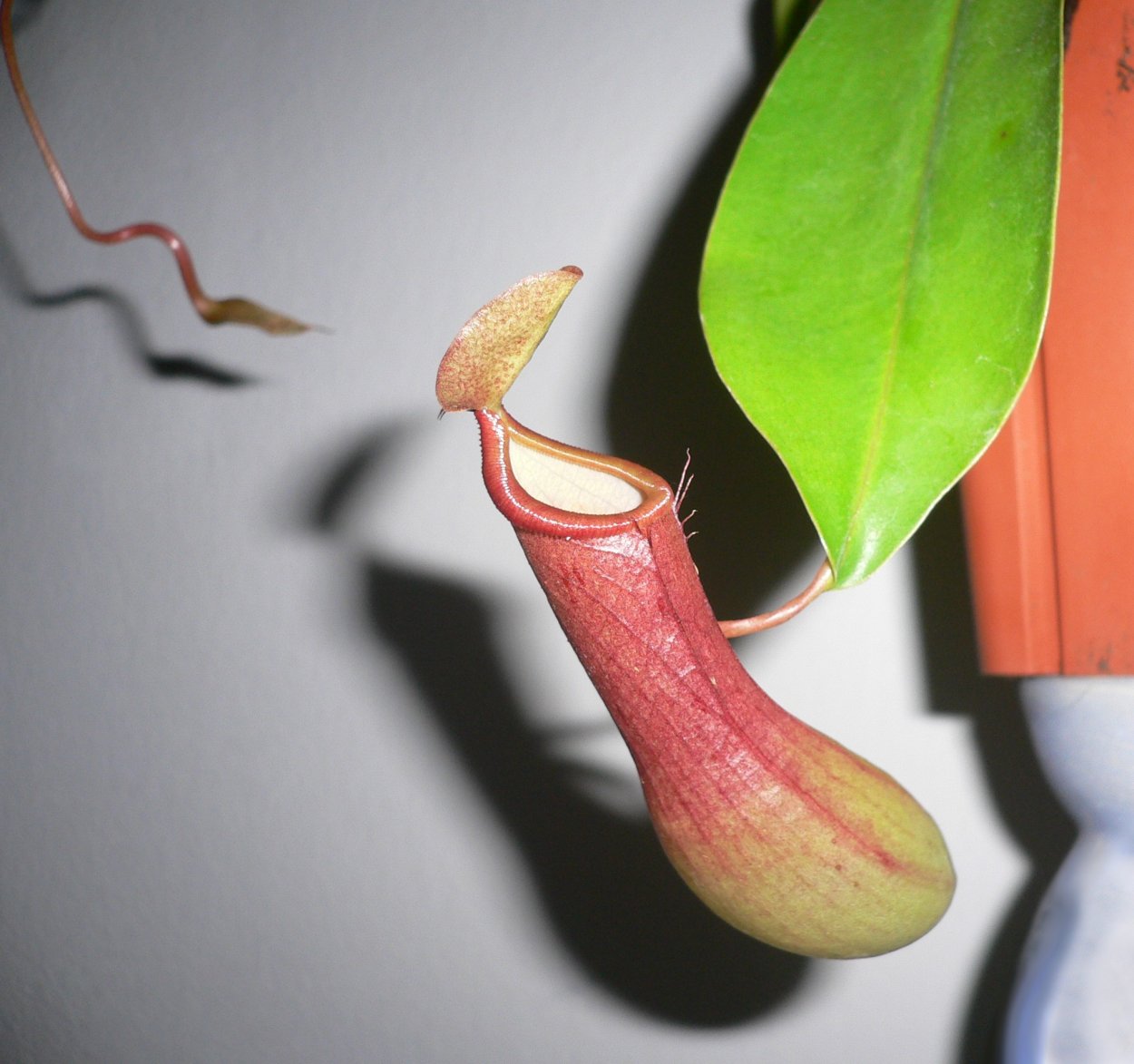 Nepenthes marginata Alboa