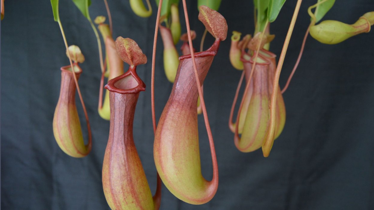 Непентес алата