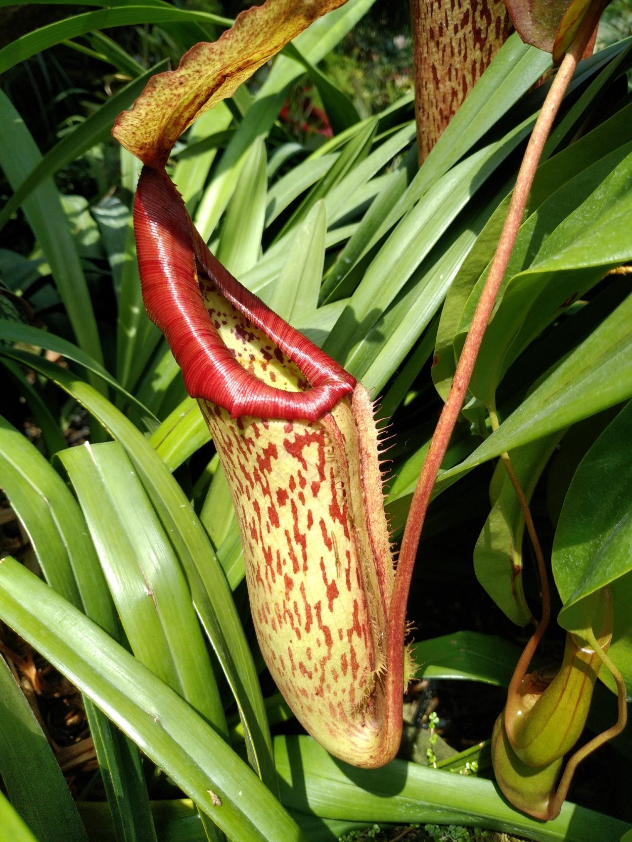 Непентес плоды