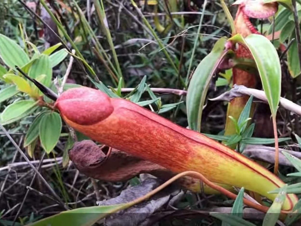 Nepenthes bokorensis