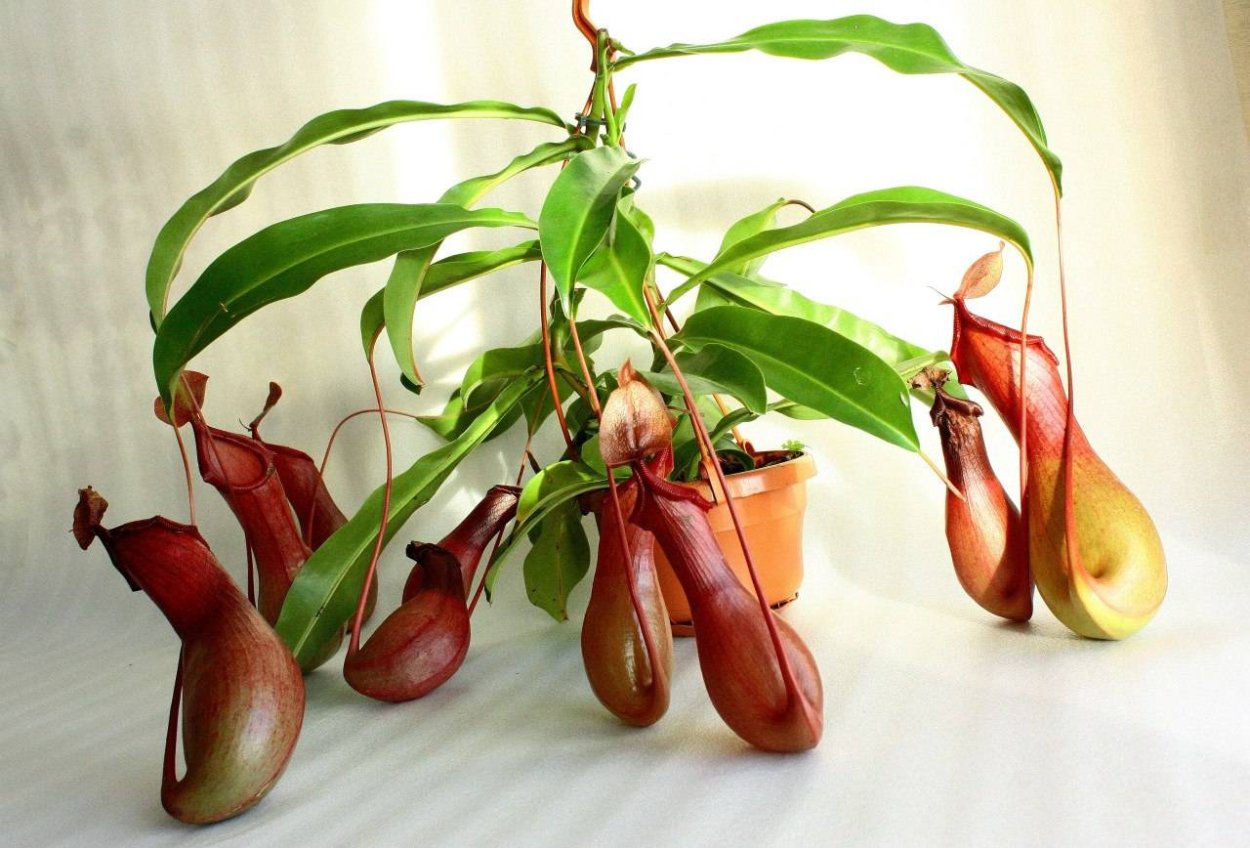 Nepenthes Rebecca 55/14 - непентес