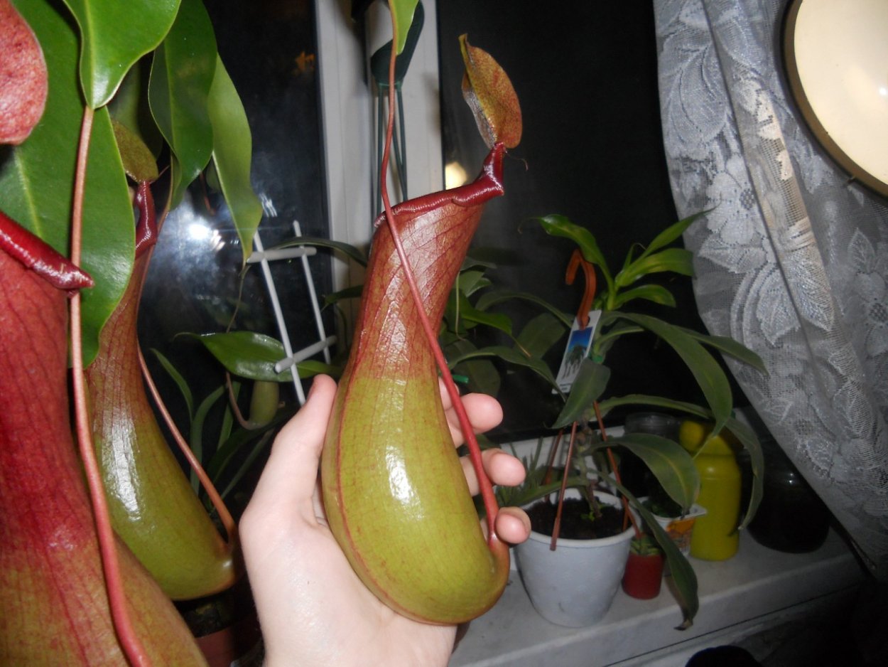 Непентес растение в домашних условиях