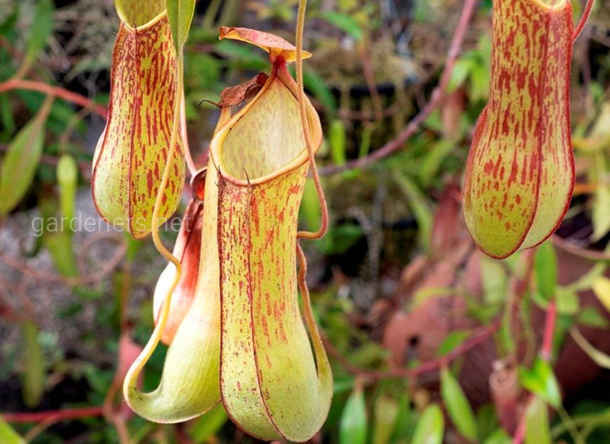 Цветковые растения непентес