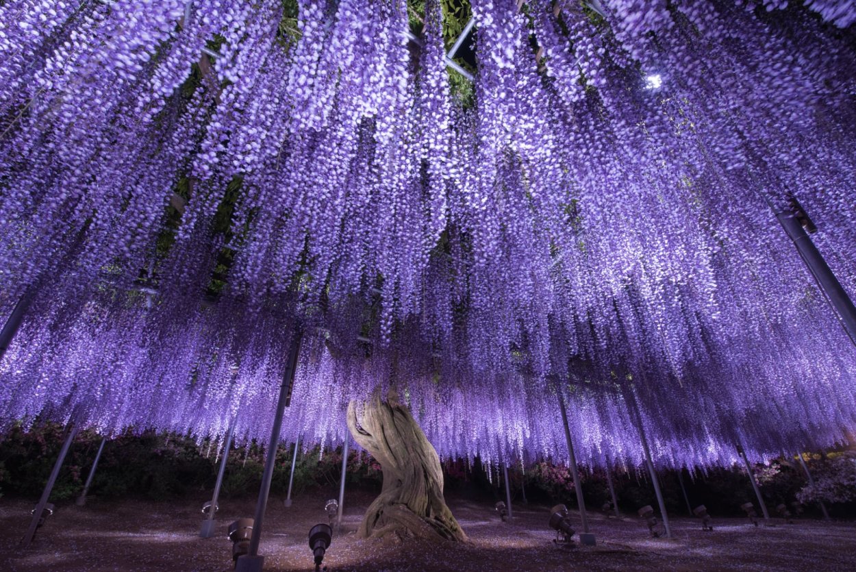 Ashikaga Flower Park