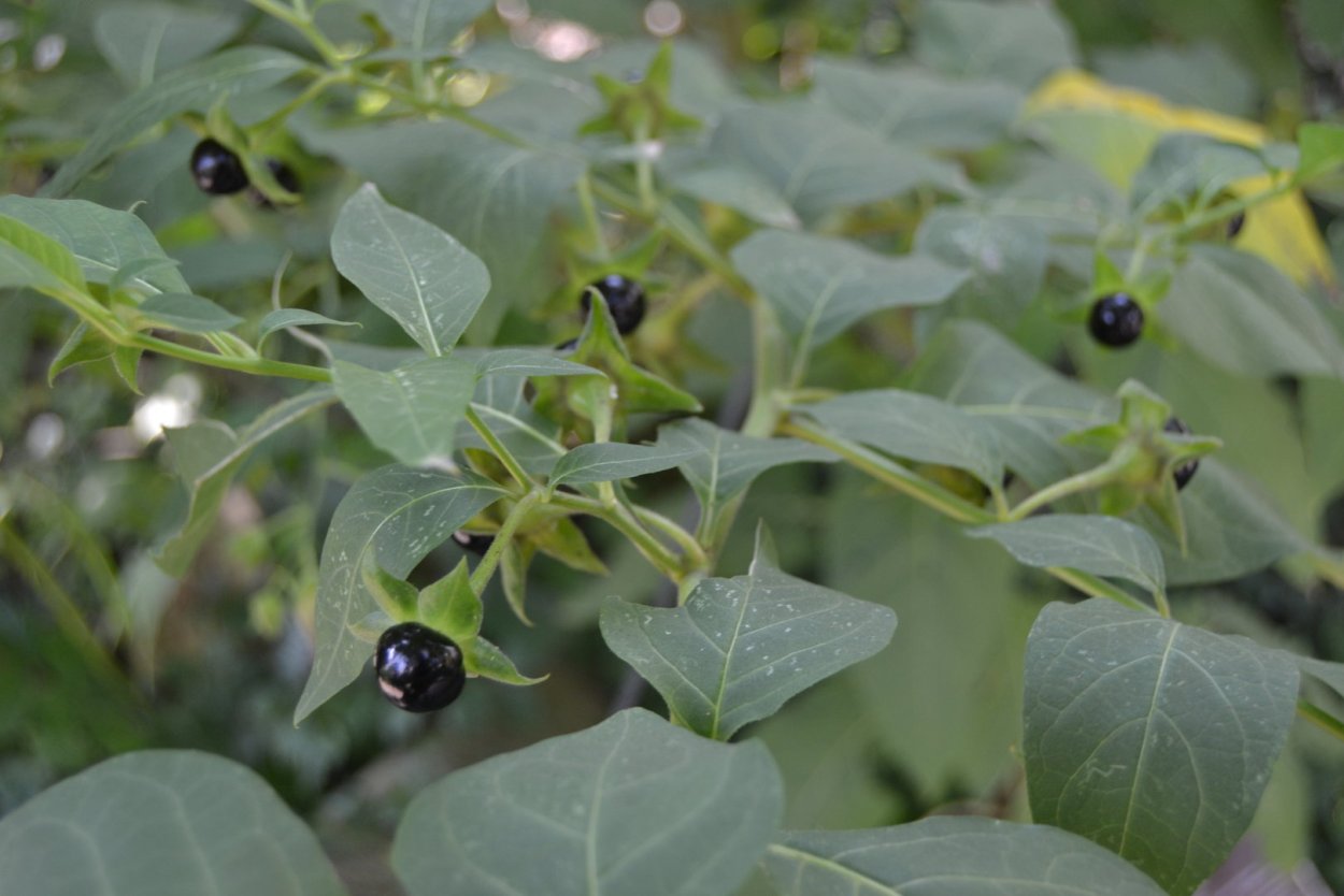 Atropa Belladonna растение