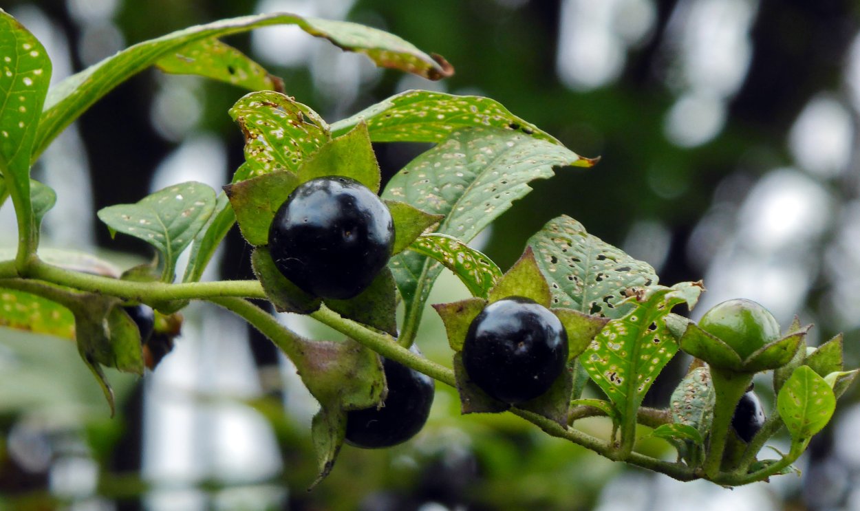 Красавка белладонна Atropa Belladonna