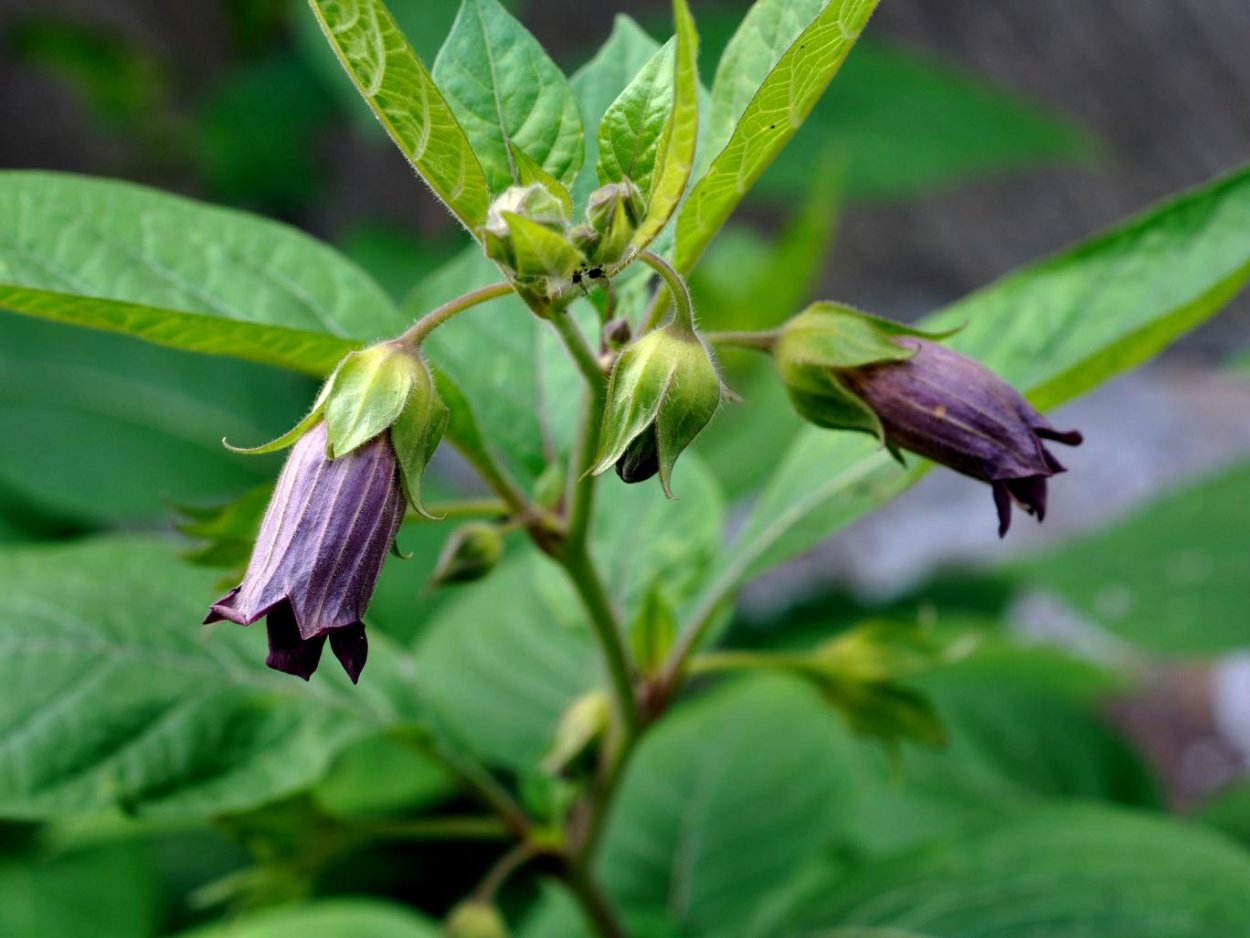 Красавка белладонна Atropa Belladonna