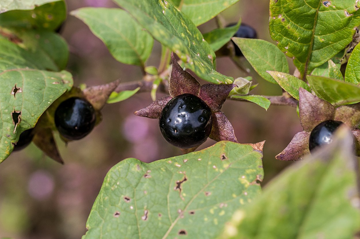 Белладонна (красавка, Atropa)