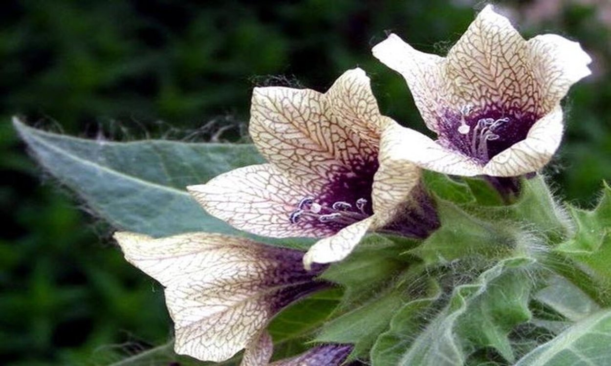 Красавка Кавказская Atropa Caucasica