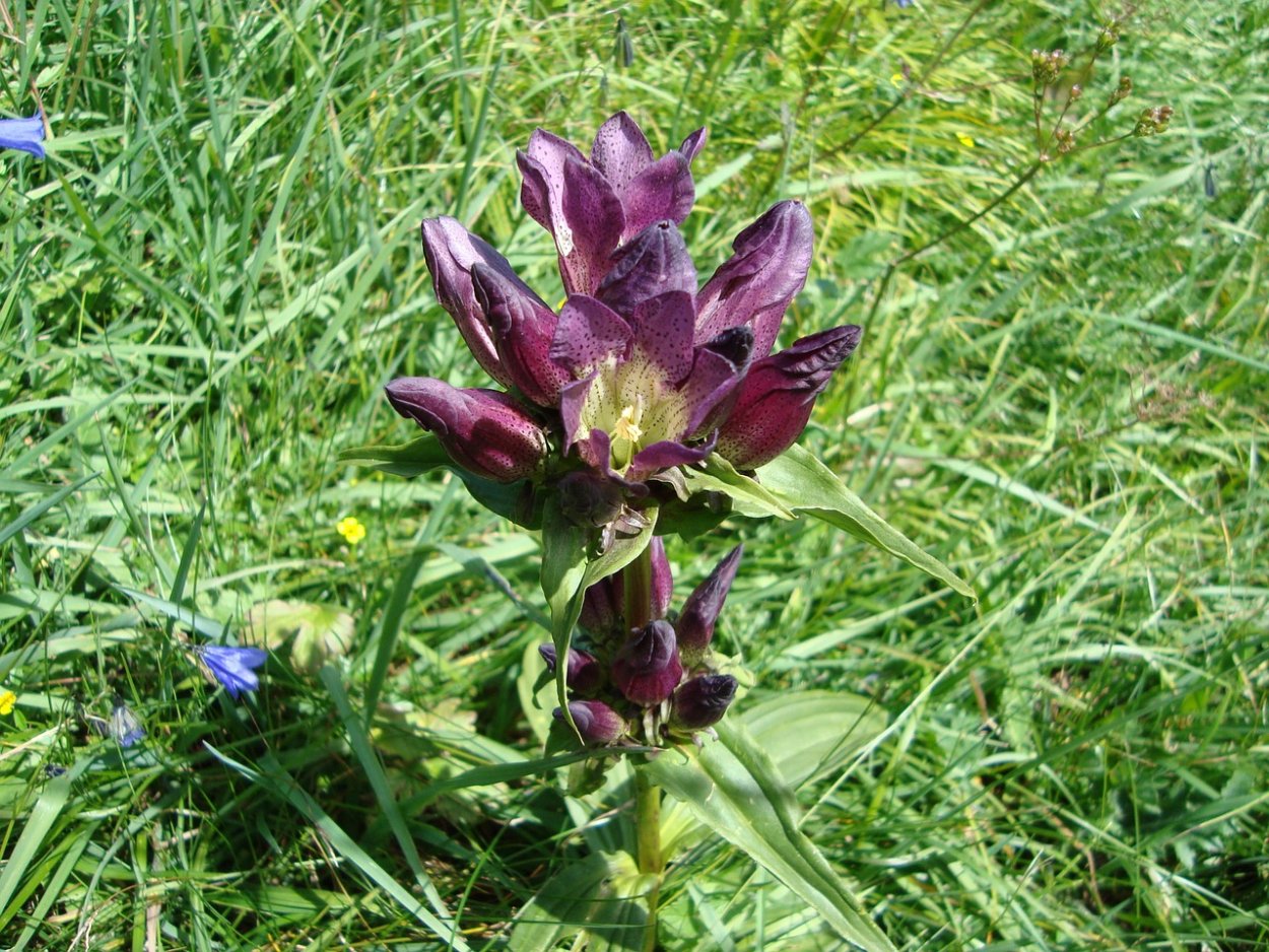 Горечавка легочная Gentiana pneumonanthe