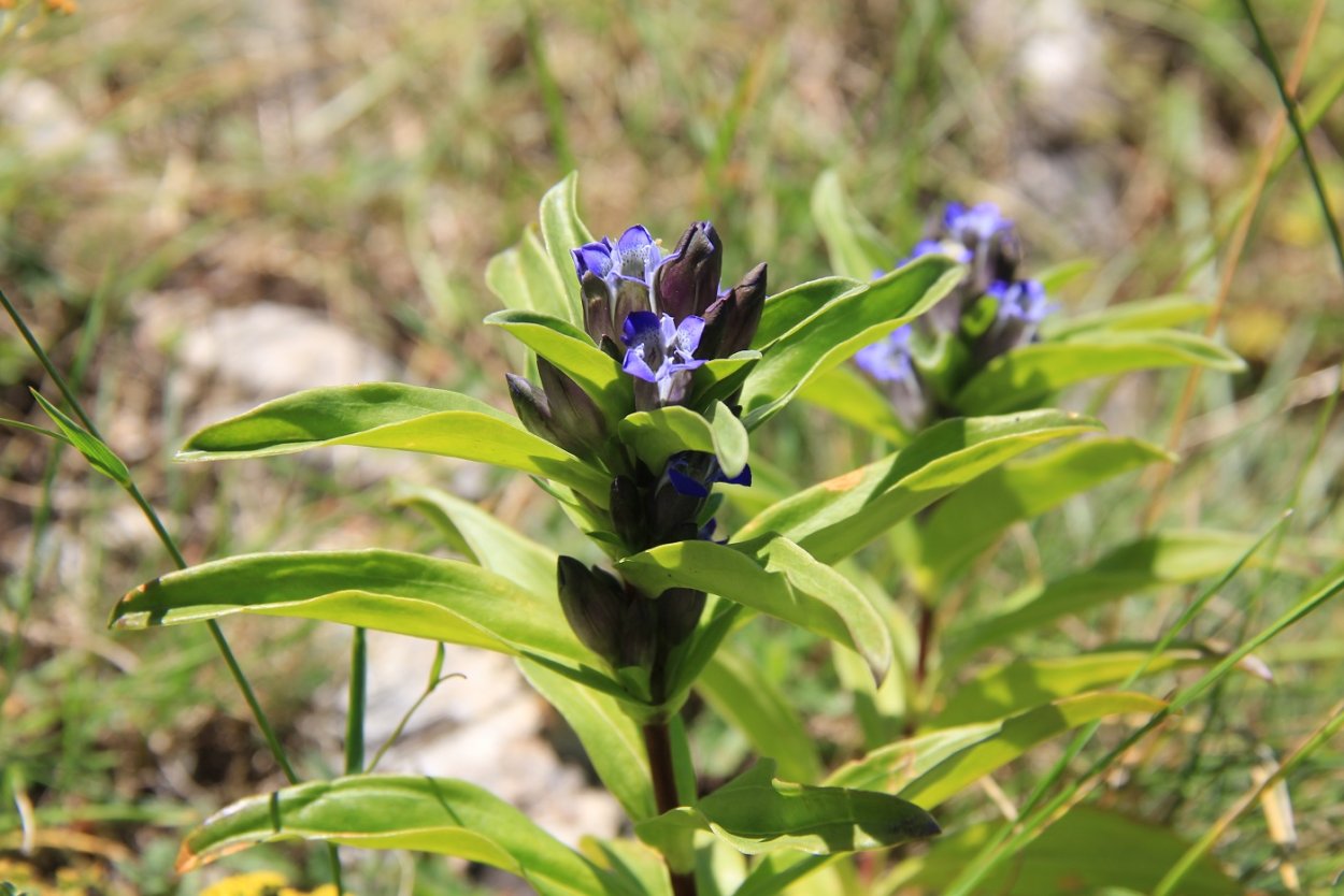 Gentiana Campestris