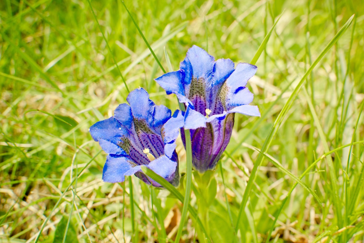 Горечавка легочная (Gentiana pneumonanthe l.)
