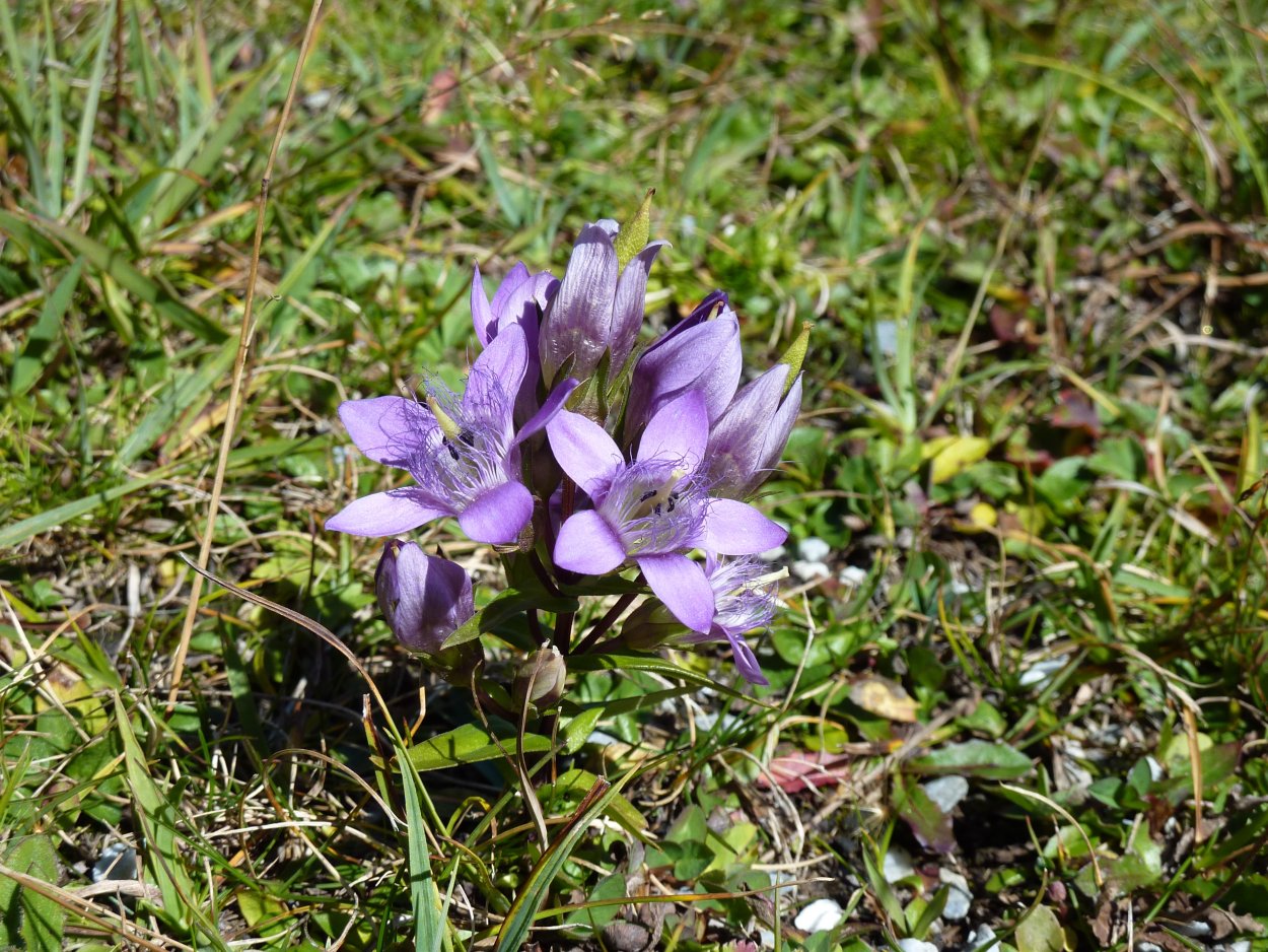 Горечавка Весенняя Gentiana Verna