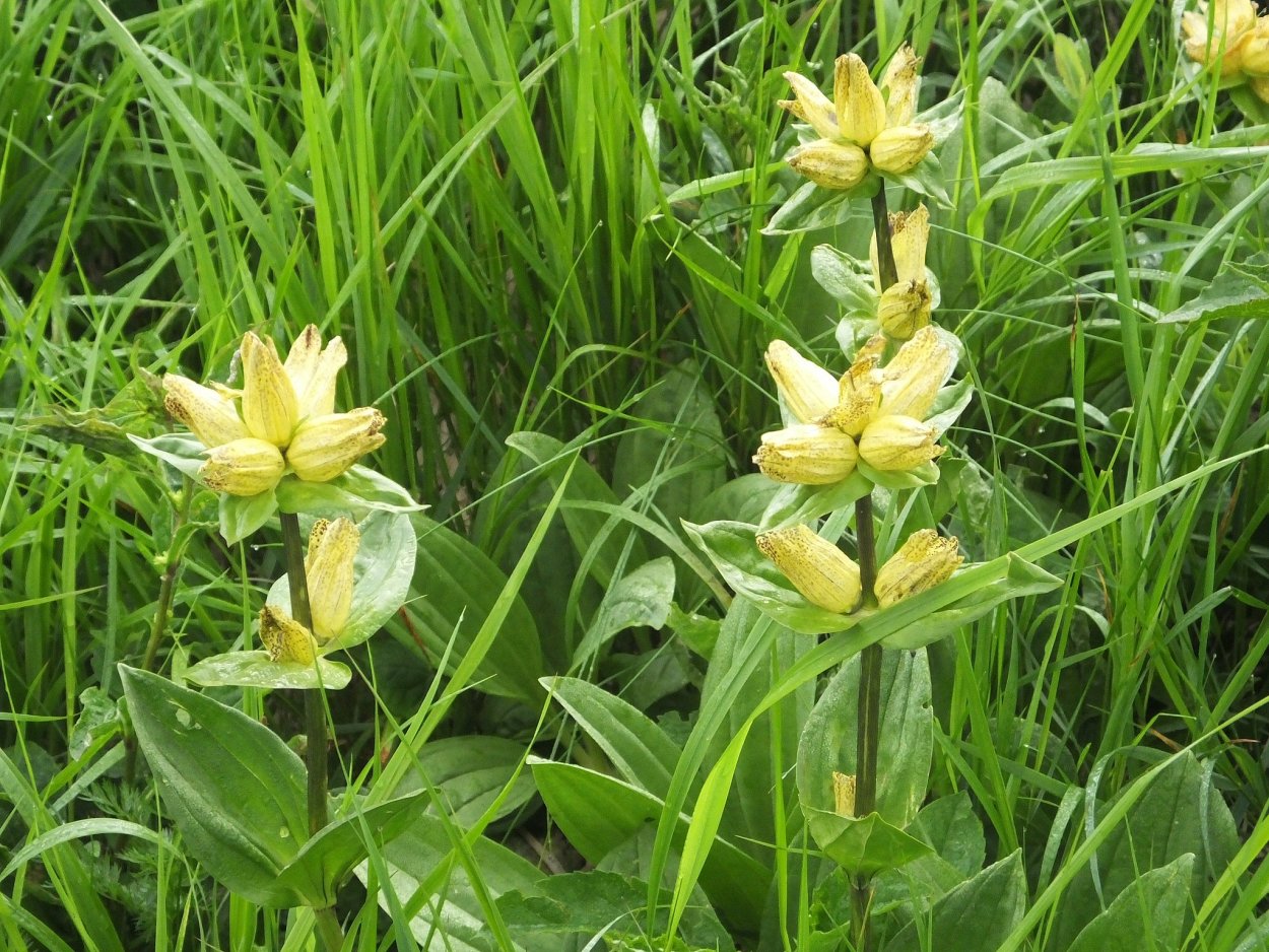 Gentiana punctata