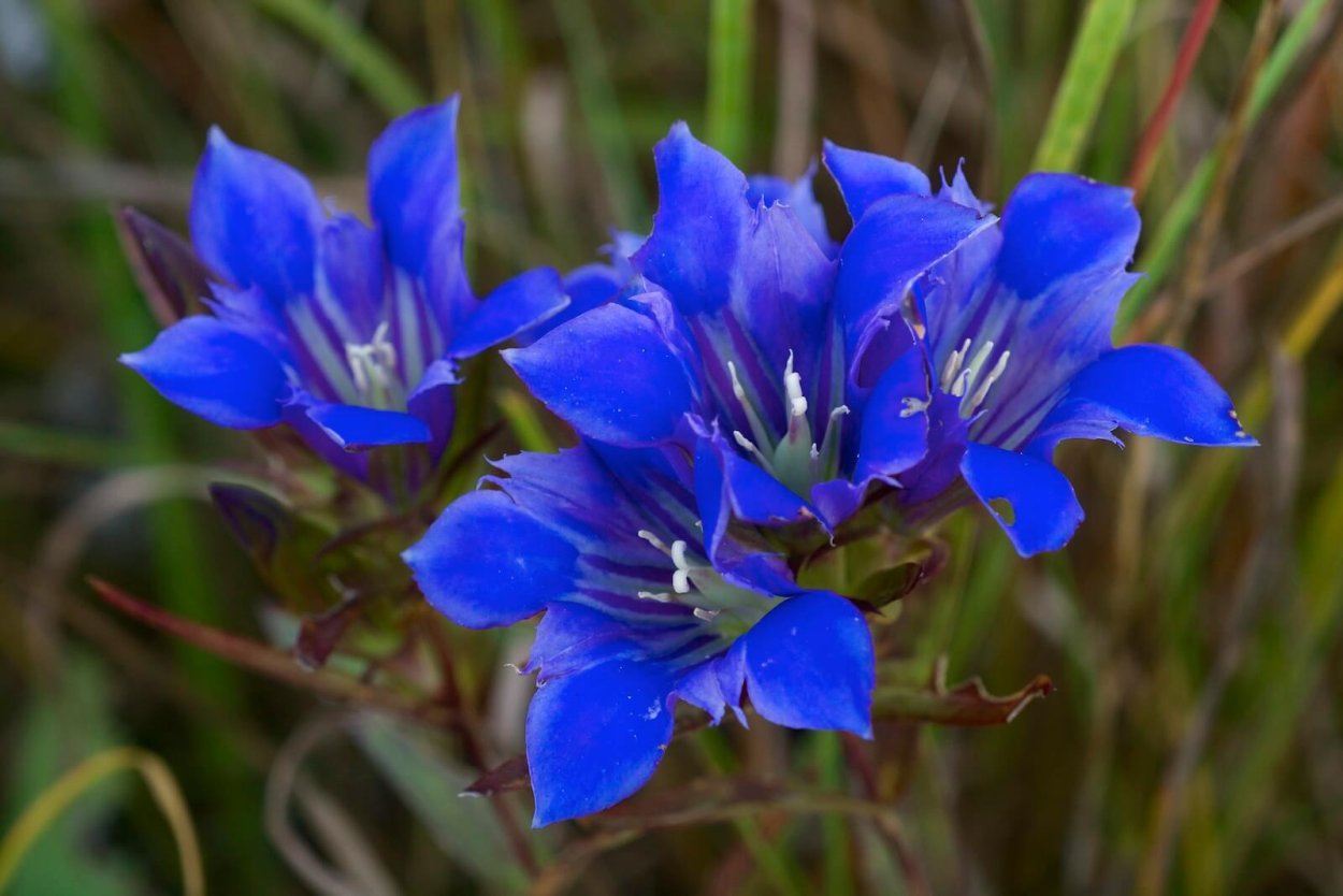 Горечавка легочная Gentiana pneumonanthe