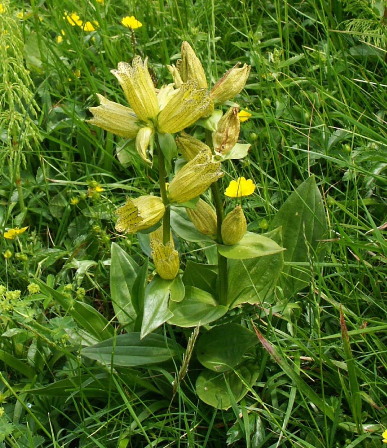 Горечавка легочная (Gentiana pneumonanthe l.)