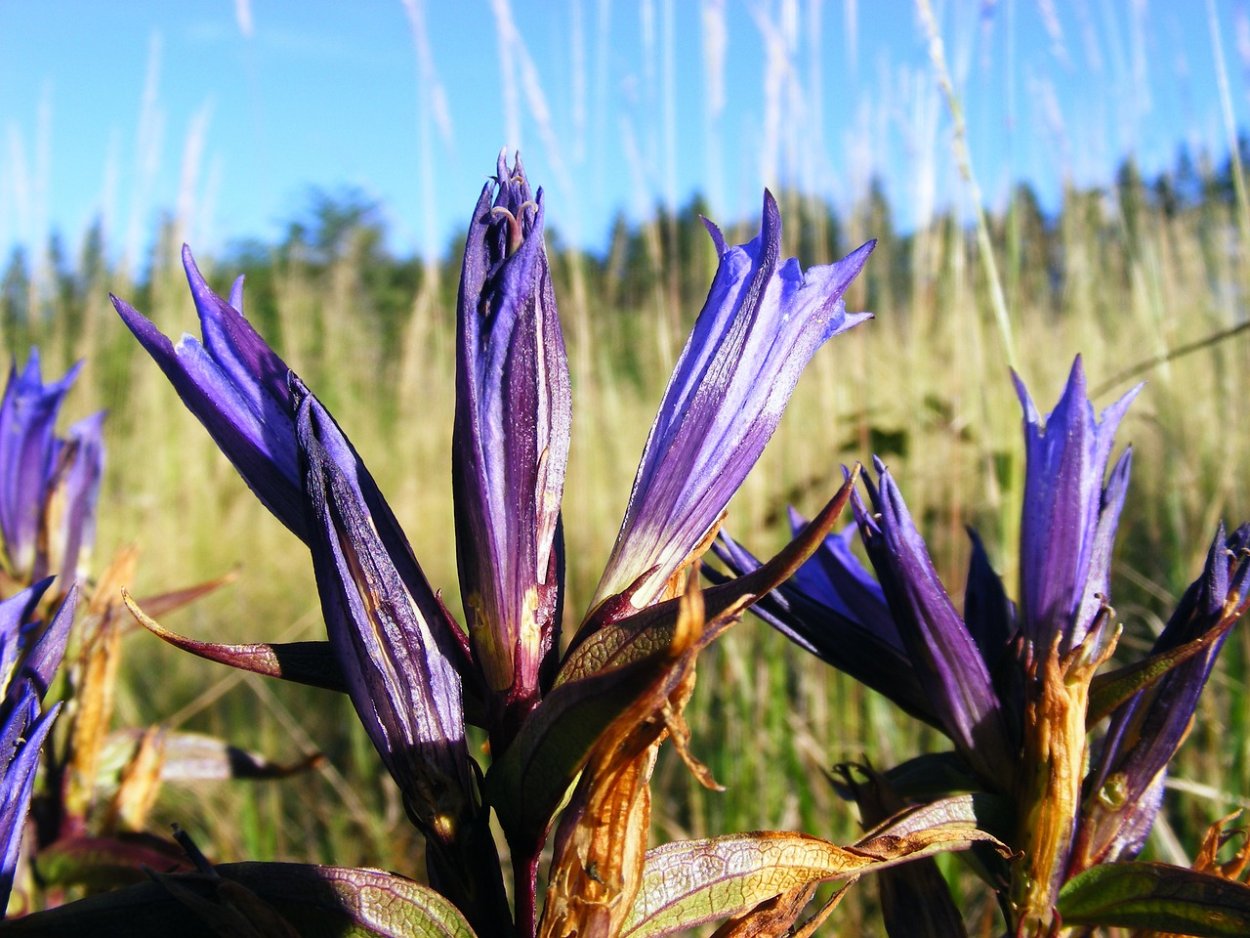 Gentiana pneumonanthe